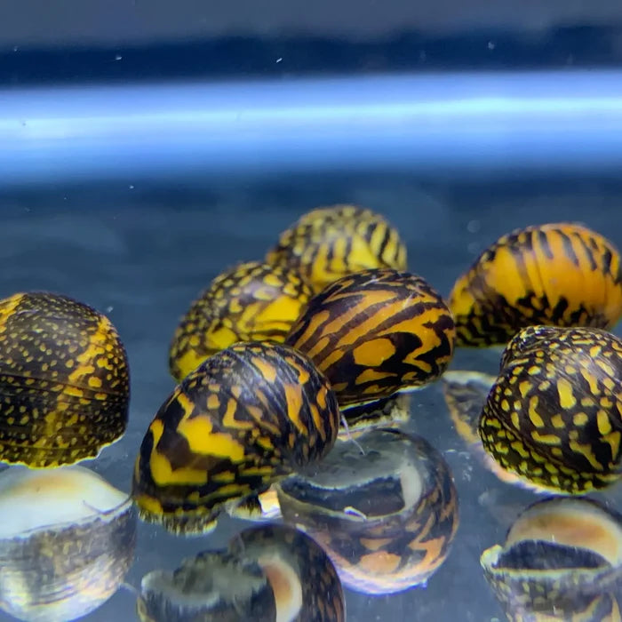 Batik Nerite Snails (Neritina variegata) — live freshwater snails with striped shells