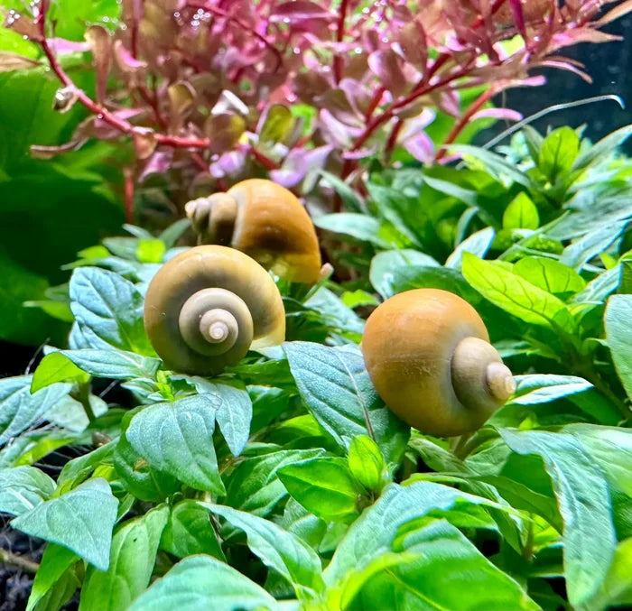 Jade Green Mystery Snail (Pomacea bridgesii) — golden spiral shell close-up