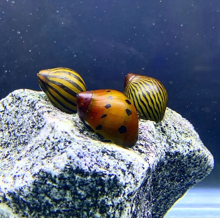 Nerite Snails mixed pack — live freshwater snails with striped orange-yellow shells