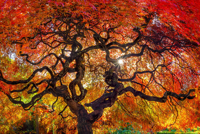Aki | Standard Format | by Nick Psomiadis