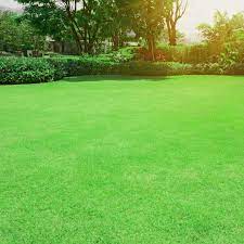 Blackjack Bermuda Grass Seed yields dense, deep-green, seeded Bermuda turf for warm-season lawns.