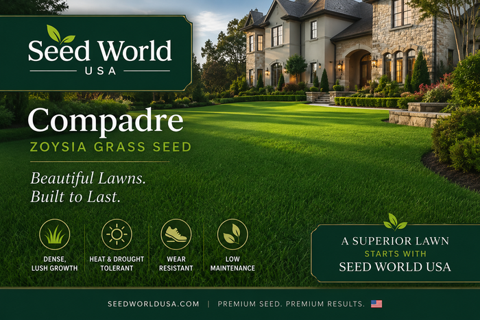 Compadre Zoysia Grass Seed - Seed World
