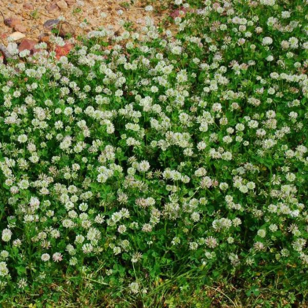 Ball Clover Seed - Great for Honey Bees - 1 Lb. - Seed World