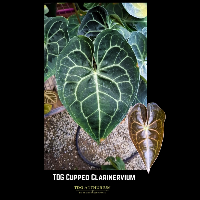 Cupped Clarinervium x Open
