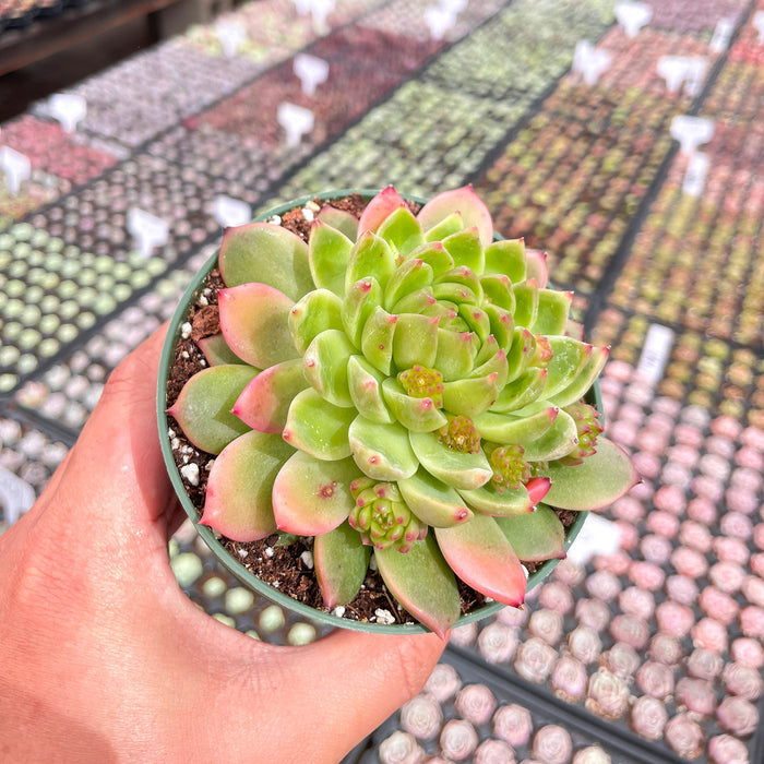 Echeveria The Next Gardener White Ice (4 inch)