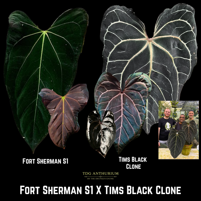 Fort Sherman S1 x Tims Black Clone