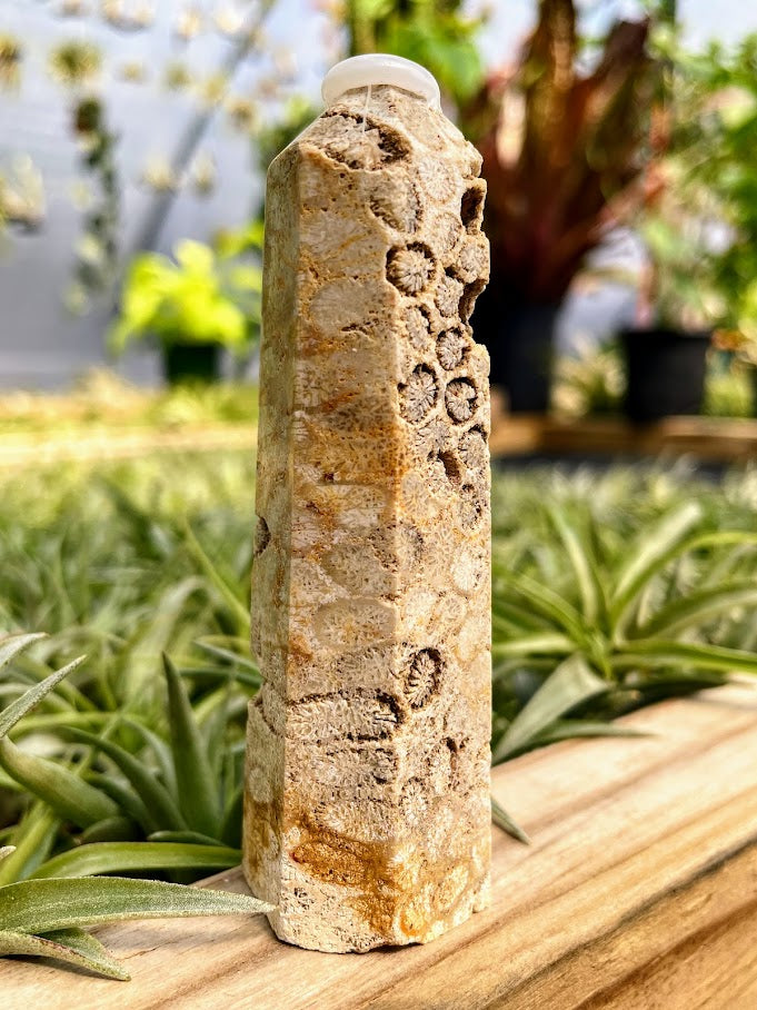 Fossilized Coral Point