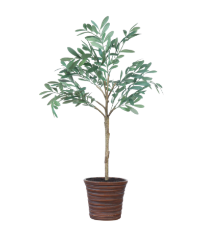 Olive Tree
