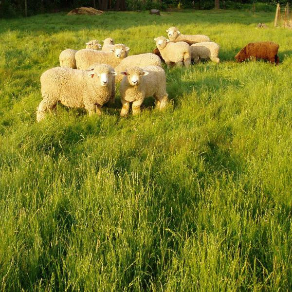 Orchard Grass - 5 Lbs. - Seed World