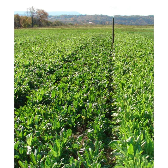 Tecomate Champion Chicory - Food Plot Seed - Seed World