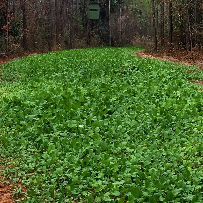 Tecomate Ultra Forage Mix Seed - Seed World