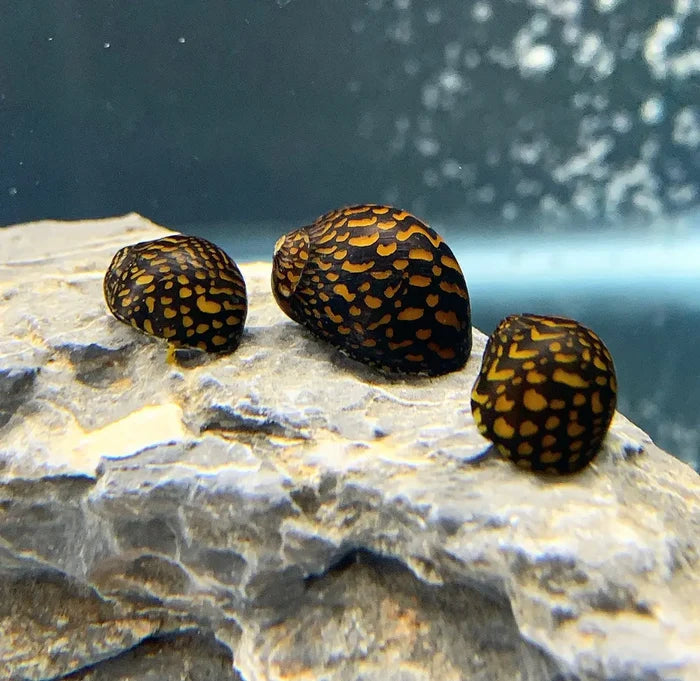 Batik Nerite Snail (Neritina variegata) — live freshwater snail on rock