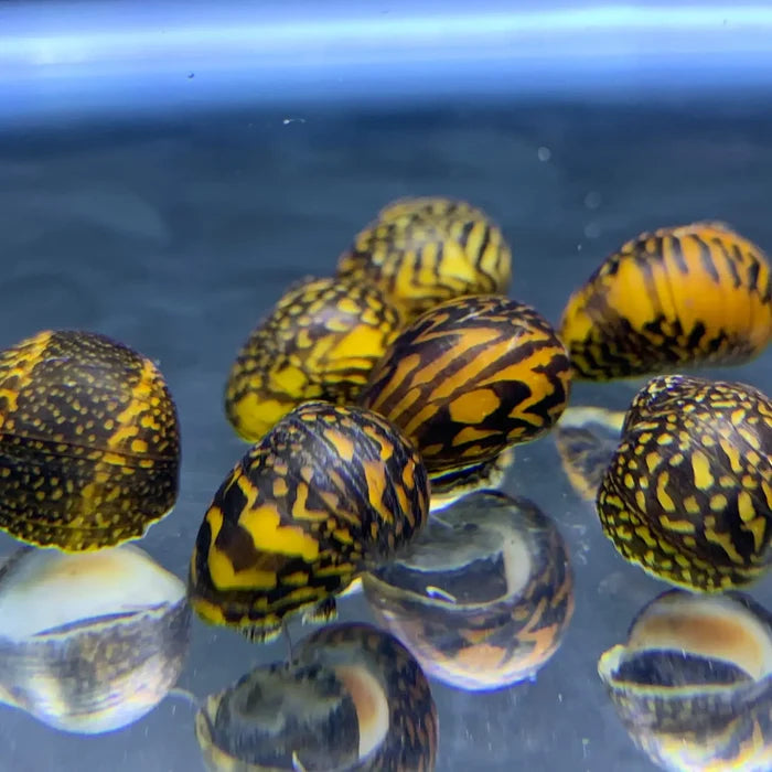 Yellow and black striped batik nerite snail shells in water