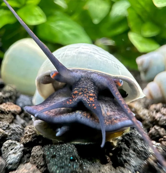 Blue Mystery Snail (Pomacea bridgesii) — live freshwater snail on stone