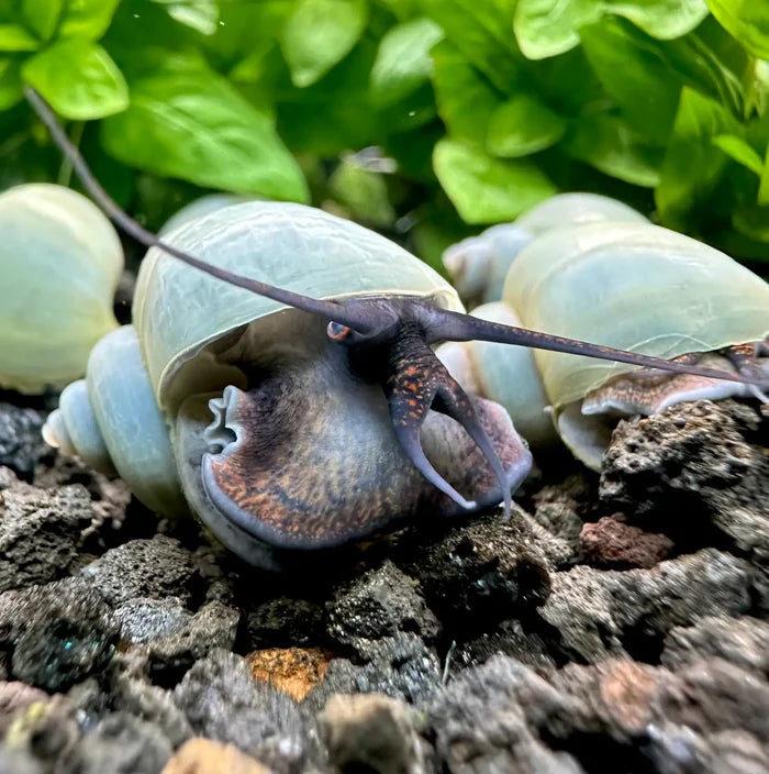 3 Blue Mystery Snails with green shell, purple and white accents