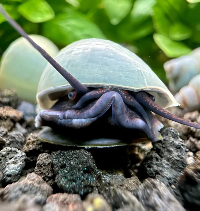 Blue Mystery Snails (Pomacea bridgesii) — live freshwater snails, blue-green shells and dark foot
