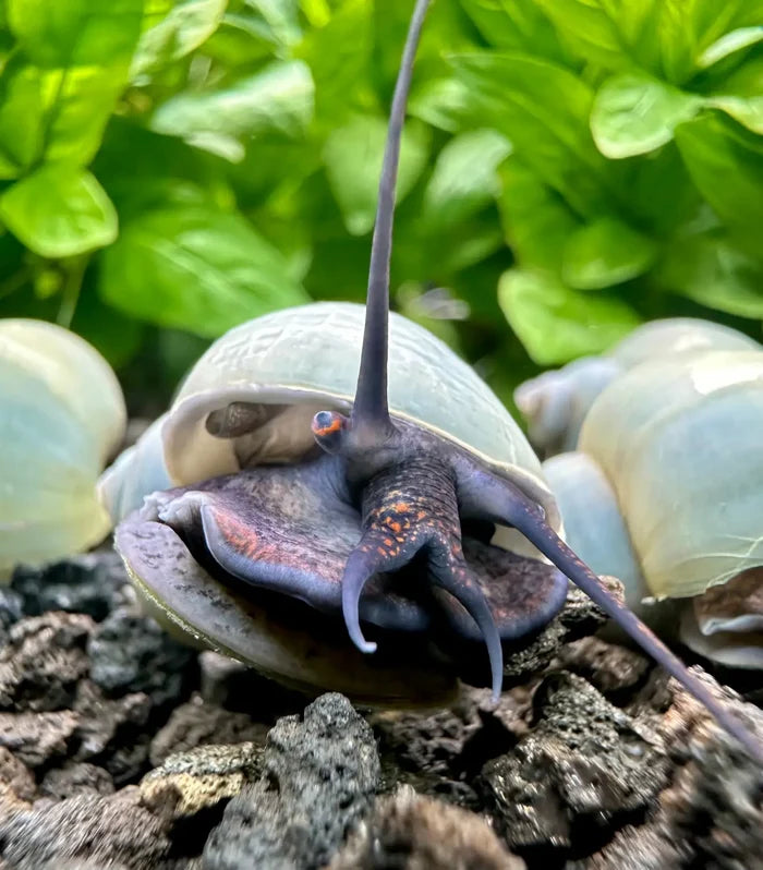 Blue Mystery Snail (Pomacea bridgesii) — live freshwater snail among green aquarium plants