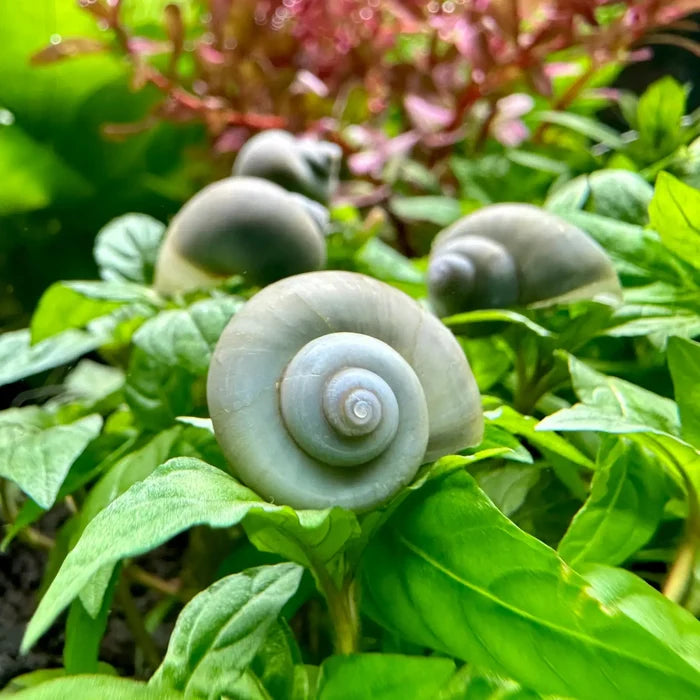 Pale blue spiral shell of Pomacea bridgesii on green leaf