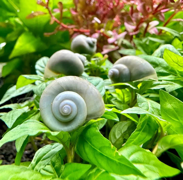 Blue Mystery Snail (Pomacea bridgesii) — live freshwater snail with pale blue spiral shell