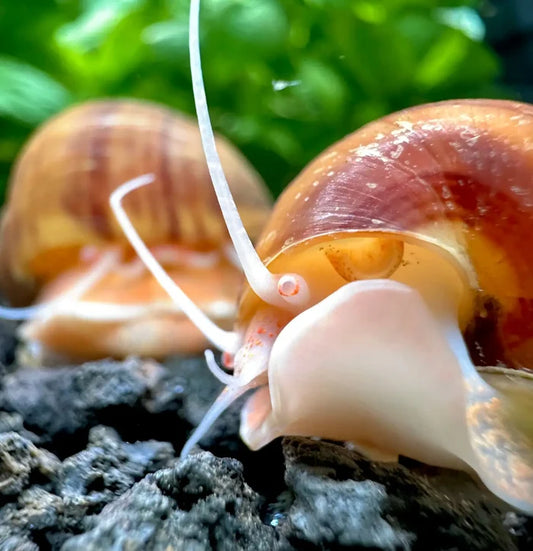 3 Chestnut Mystery Snails with pink-brown shells and white antennae