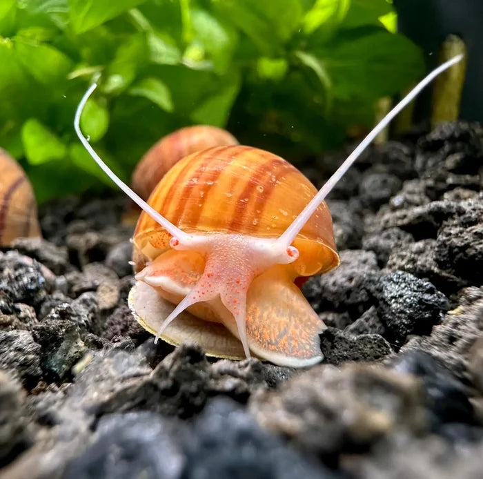 Orange striped Chestnut Mystery Snail with pinkish body and white antennae