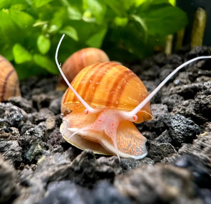 3 Chestnut Mystery Snails with golden shell, white antennae, pinkish body