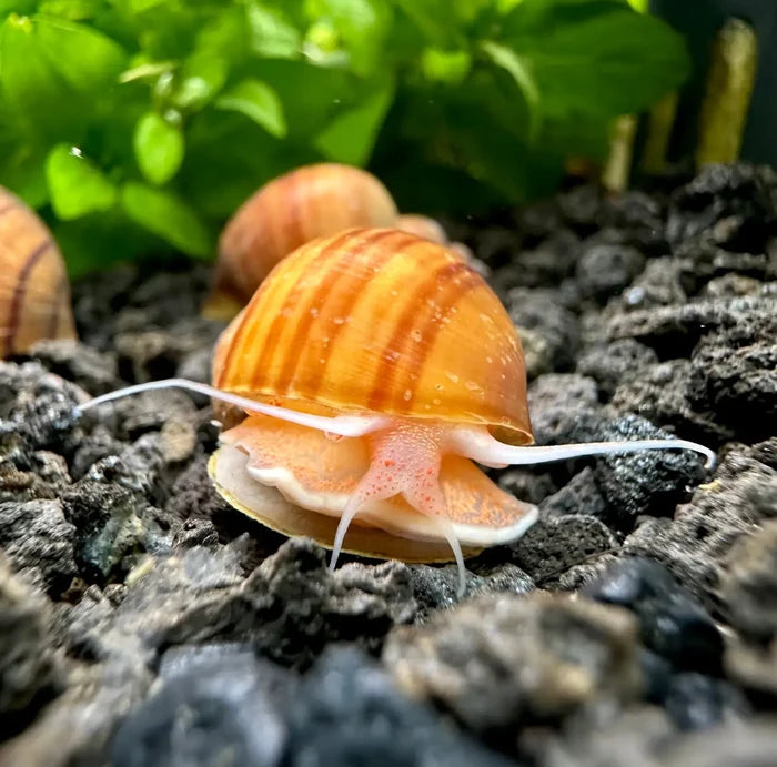 Orange-striped mystery snail shell with white antennae, natural Pomacea bridgesii