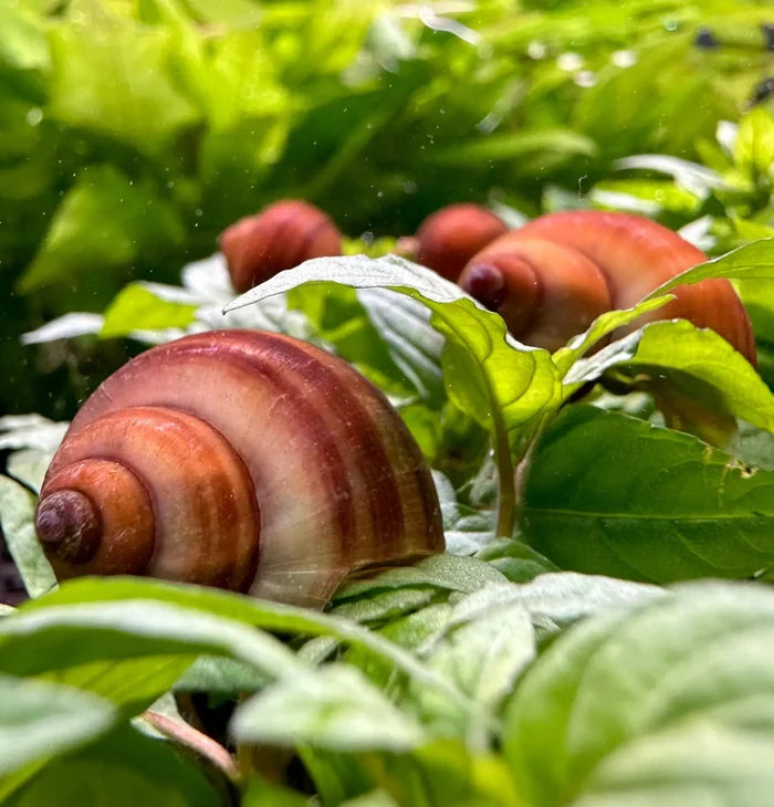 3 Chestnut Mystery Snails with brown-white shell on green leafy background