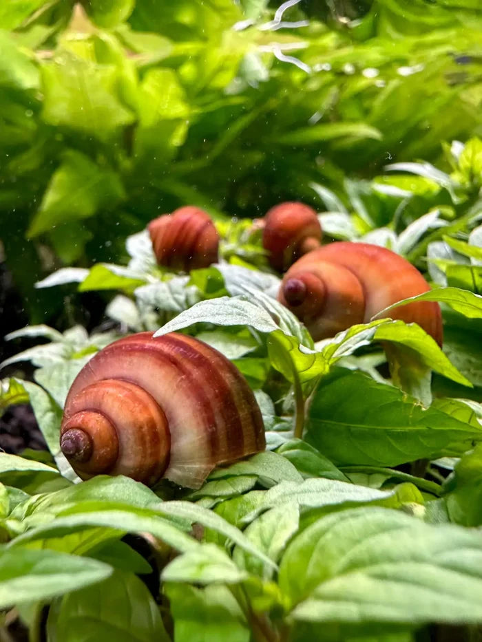 3 Chestnut Mystery Snails on brown white striped leaf design