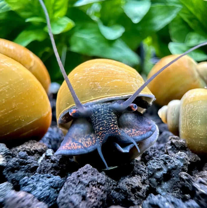 3 Jade Green Mystery Snails with yellow shell and purple body
