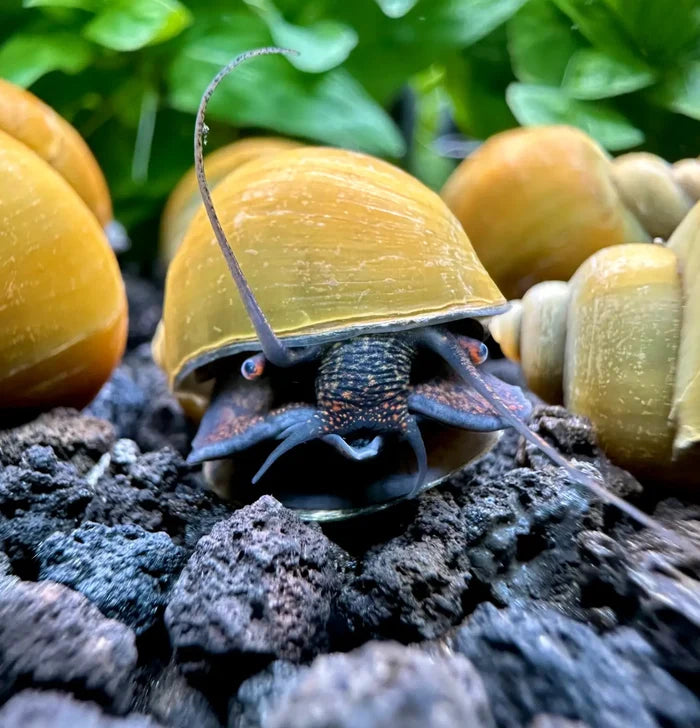 Jade Green Mystery Snail (Pomacea bridgesii) — live freshwater snail with yellow-green shell