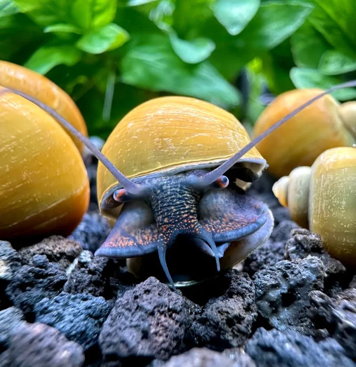 3 Jade Green Mystery Snails with golden shell and brown spiral pattern