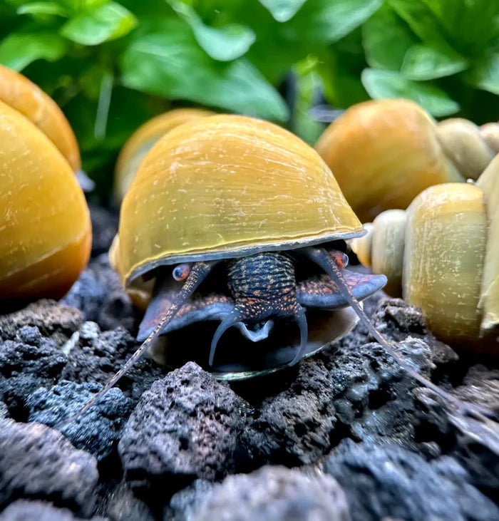 Jade Green Mystery Snails (Pomacea bridgesii) — live freshwater snails, golden-green shells