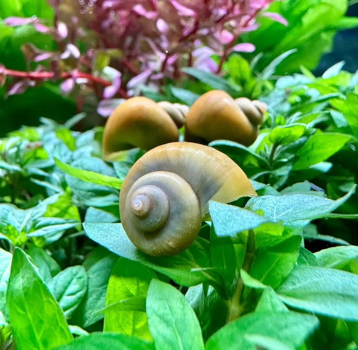 3 Jade Green Mystery Snails on vibrant green leaves