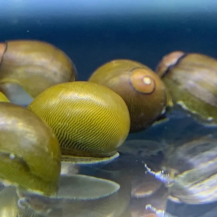 Olive Nerite Snail — live freshwater algae-eating snail on aquarium glass