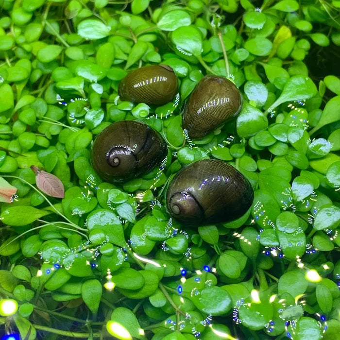 3 Olive Nerite Snails on green leafy freshwater aquatic plant
