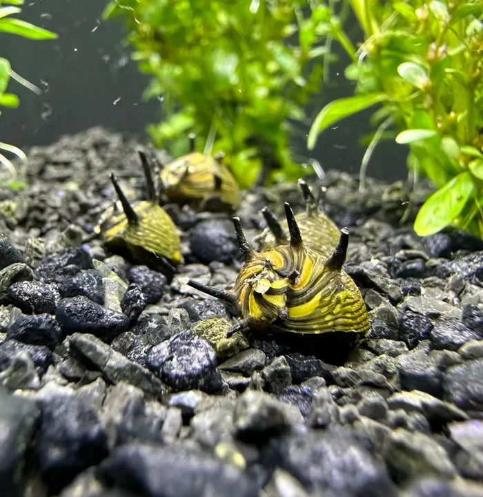 Sun Horned Nerite Snail (Clithon donovani) with spiky yellow-black shell — live snail