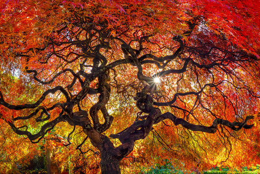 Aki | Standard Format | by Nick Psomiadis