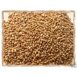 Alfalfa Seed