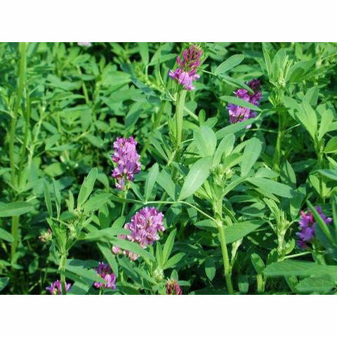 Alfalfa Seed For Food Plot - 1 Lb. - Seed World