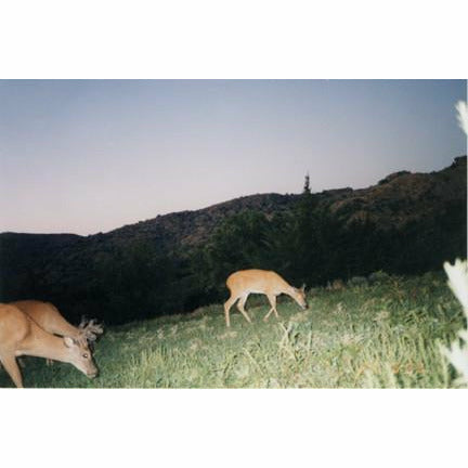 Alfalfa Seed For Food Plot - 1 Lb. - Seed World