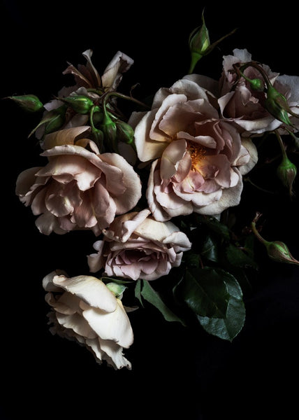 Antique Rose Cascade | Elise Catterall