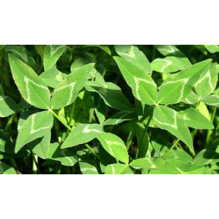 Apache Arrowleaf Clover Seed - 1 Lb. - Seed World