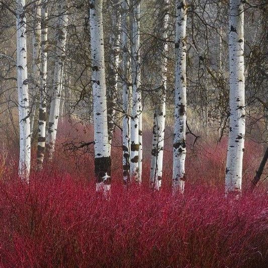 Arctic Fire® dogwood used in a mixed shrub border, red winter stems paired with white birch trees for four-season contrast.