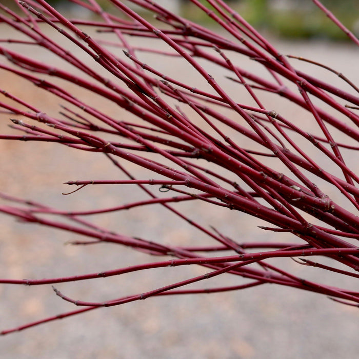Arctic Fire® dogwood used in a mixed shrub border, red winter stems paired with white birch trees for four-season contrast.