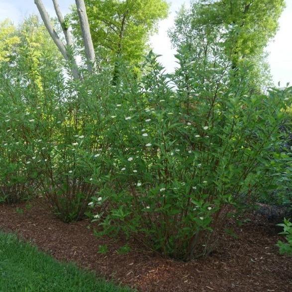 Arctic Fire® dogwood used in a mixed shrub border, red winter stems paired with evergreens for four-season contrast.