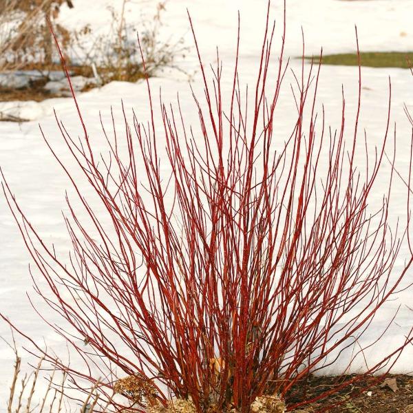 Arctic Fire® red twig dogwood in winter, compact shrub with vivid red stems glowing against snow in a front border.