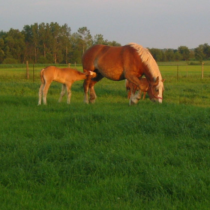 Argentine Bahia Pasture Grass Seed (Raw) - Seed World