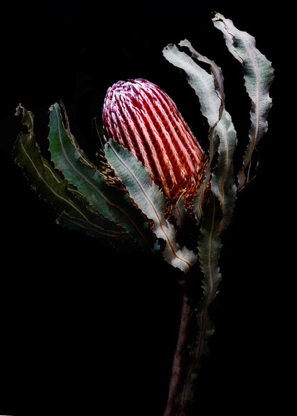 Banksia | Elise Catterall