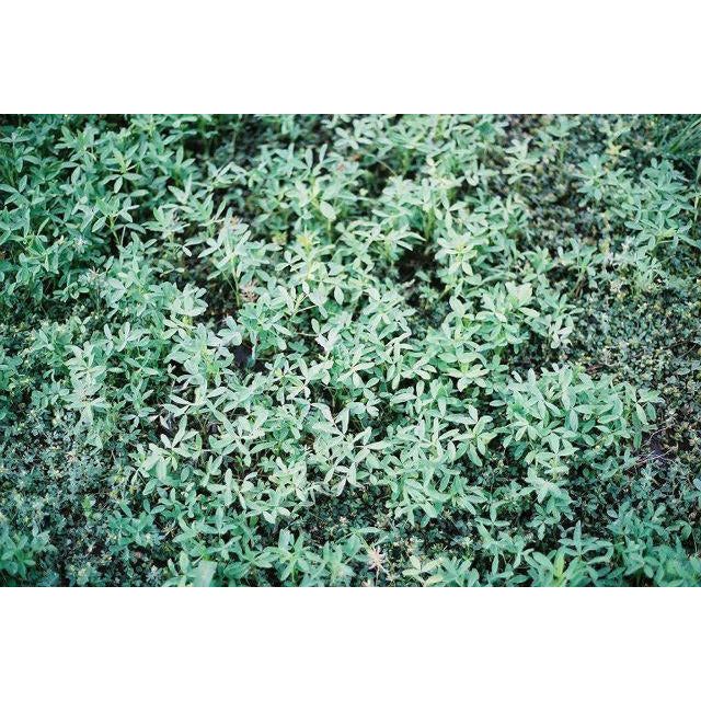 Big Bee Berseem Clover Seed - Seed World
